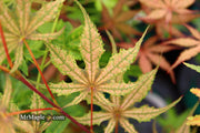 - FOR PICKUP ONLY | Acer palmatum 'Uncle Ghost' Japanese Maple | DOES NOT SHIP - Mr Maple │ Buy Japanese Maple Trees