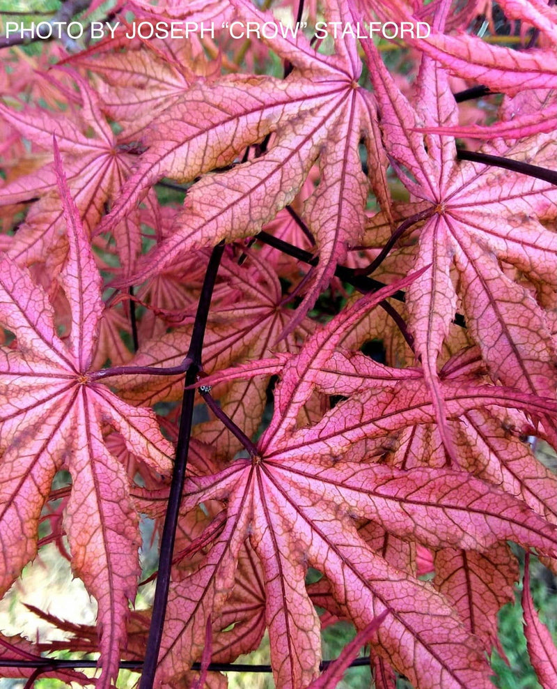 - FOR PICKUP ONLY | Acer palmatum 'Uncle Ghost' Japanese Maple | DOES NOT SHIP - Mr Maple │ Buy Japanese Maple Trees