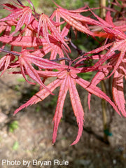 - FOR PICKUP ONLY | Acer palmatum 'Uncle Ghost' Japanese Maple | DOES NOT SHIP - Mr Maple │ Buy Japanese Maple Trees