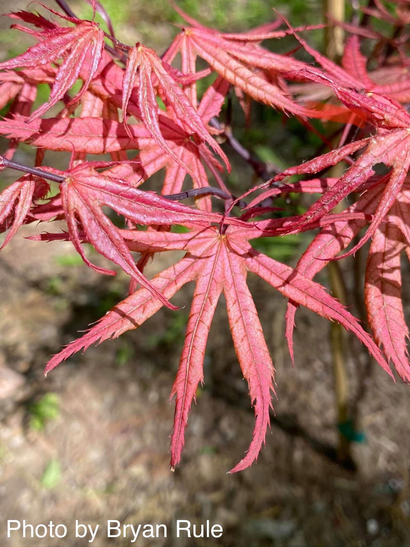 - FOR PICKUP ONLY | Acer palmatum 'Uncle Ghost' Japanese Maple | DOES NOT SHIP - Mr Maple │ Buy Japanese Maple Trees