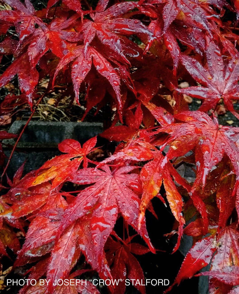 - FOR PICKUP ONLY | Acer palmatum 'Uncle Ghost' Japanese Maple | DOES NOT SHIP - Mr Maple │ Buy Japanese Maple Trees
