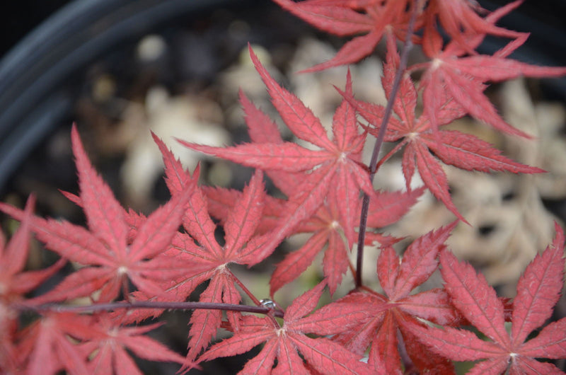 - FOR PICKUP ONLY | Acer palmatum 'Uncle Ghost' Japanese Maple | DOES NOT SHIP - Mr Maple │ Buy Japanese Maple Trees