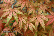 - FOR PICKUP ONLY | Acer palmatum 'Uncle Ghost' Japanese Maple | DOES NOT SHIP - Mr Maple │ Buy Japanese Maple Trees