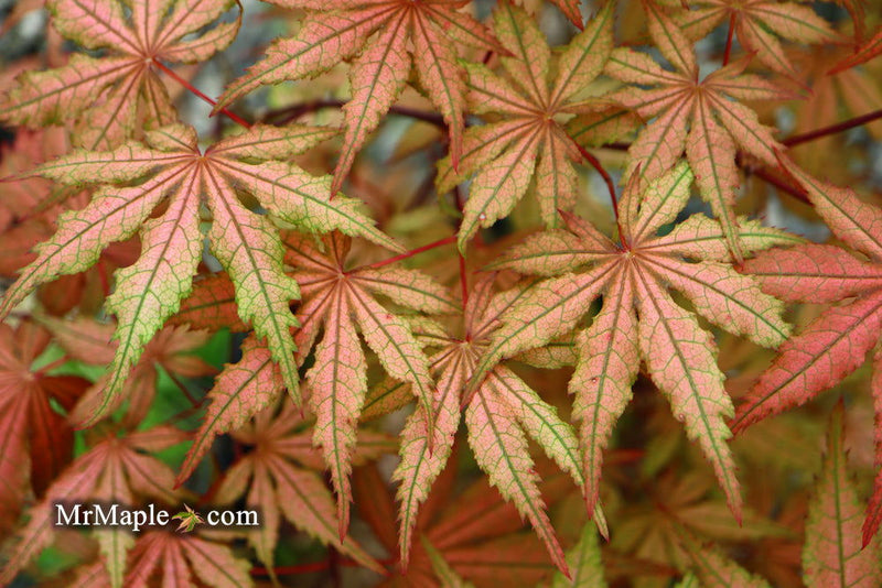 - FOR PICKUP ONLY | Acer palmatum 'Uncle Ghost' Japanese Maple | DOES NOT SHIP - Mr Maple │ Buy Japanese Maple Trees