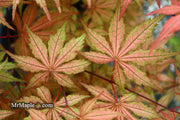 - FOR PICKUP ONLY | Acer palmatum 'Uncle Ghost' Japanese Maple | DOES NOT SHIP - Mr Maple │ Buy Japanese Maple Trees