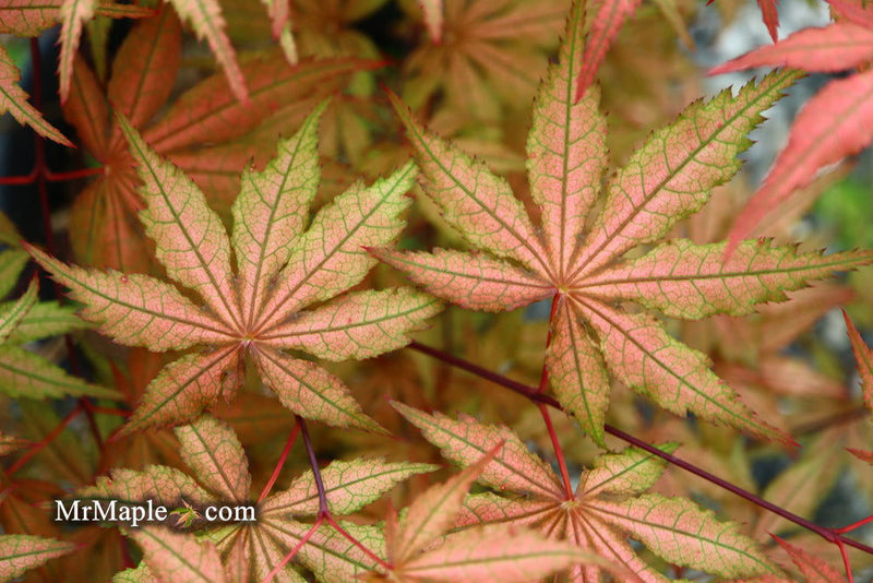 - FOR PICKUP ONLY | Acer palmatum 'Uncle Ghost' Japanese Maple | DOES NOT SHIP - Mr Maple │ Buy Japanese Maple Trees