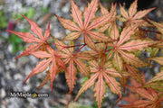 - FOR PICKUP ONLY | Acer palmatum 'Uncle Ghost' Japanese Maple | DOES NOT SHIP - Mr Maple │ Buy Japanese Maple Trees