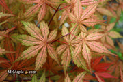- FOR PICKUP ONLY | Acer palmatum 'Uncle Ghost' Japanese Maple | DOES NOT SHIP - Mr Maple │ Buy Japanese Maple Trees