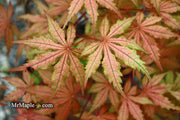 - FOR PICKUP ONLY | Acer palmatum 'Uncle Ghost' Japanese Maple | DOES NOT SHIP - Mr Maple │ Buy Japanese Maple Trees