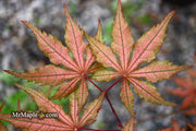 - FOR PICKUP ONLY | Acer palmatum 'Uncle Ghost' Japanese Maple | DOES NOT SHIP - Mr Maple │ Buy Japanese Maple Trees