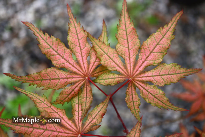 - FOR PICKUP ONLY | Acer palmatum 'Uncle Ghost' Japanese Maple | DOES NOT SHIP - Mr Maple │ Buy Japanese Maple Trees