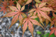 - FOR PICKUP ONLY | Acer palmatum 'Uncle Ghost' Japanese Maple | DOES NOT SHIP - Mr Maple │ Buy Japanese Maple Trees