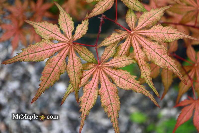 - FOR PICKUP ONLY | Acer palmatum 'Uncle Ghost' Japanese Maple | DOES NOT SHIP - Mr Maple │ Buy Japanese Maple Trees