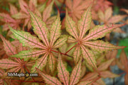 - FOR PICKUP ONLY | Acer palmatum 'Uncle Ghost' Japanese Maple | DOES NOT SHIP - Mr Maple │ Buy Japanese Maple Trees