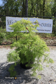 - FOR PICKUP ONLY | Acer palmatum 'Viridis' Japanese Maple | DOES NOT SHIP - Mr Maple │ Buy Japanese Maple Trees