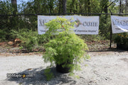 - FOR PICKUP ONLY | Acer palmatum 'Viridis' Japanese Maple | DOES NOT SHIP - Mr Maple │ Buy Japanese Maple Trees