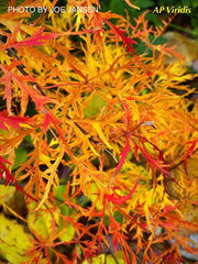 - FOR PICKUP ONLY | Acer palmatum 'Viridis' Japanese Maple | DOES NOT SHIP - Mr Maple │ Buy Japanese Maple Trees