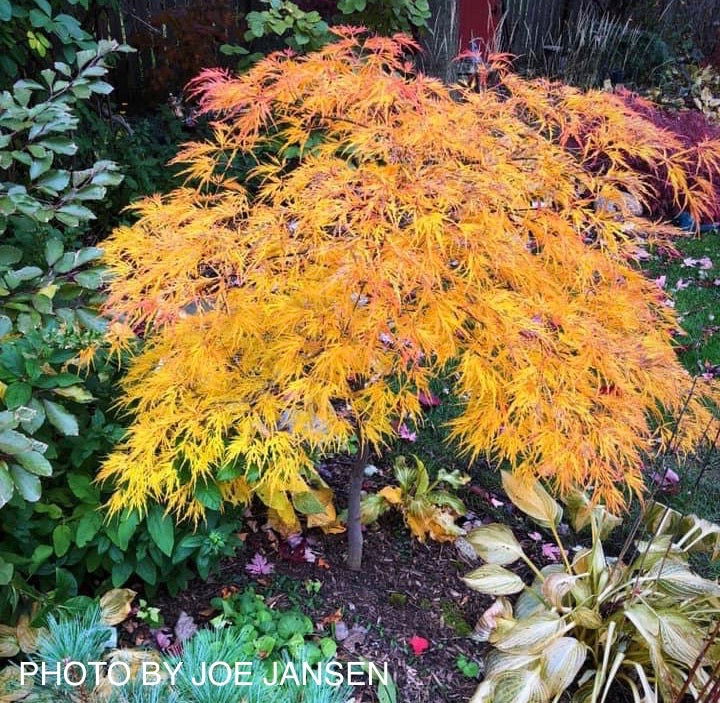 - FOR PICKUP ONLY | Acer palmatum 'Viridis' Japanese Maple | DOES NOT SHIP - Mr Maple │ Buy Japanese Maple Trees