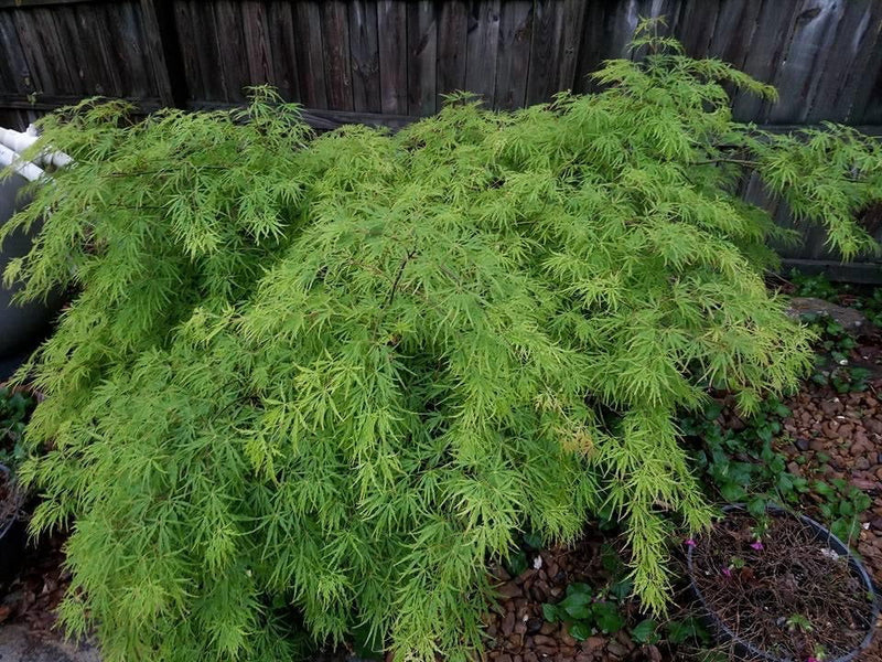 - FOR PICKUP ONLY | Acer palmatum 'Viridis' Japanese Maple | DOES NOT SHIP - Mr Maple │ Buy Japanese Maple Trees