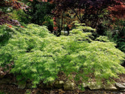 - FOR PICKUP ONLY | Acer palmatum 'Viridis' Japanese Maple | DOES NOT SHIP - Mr Maple │ Buy Japanese Maple Trees