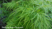 - FOR PICKUP ONLY | Acer palmatum 'Viridis' Japanese Maple | DOES NOT SHIP - Mr Maple │ Buy Japanese Maple Trees