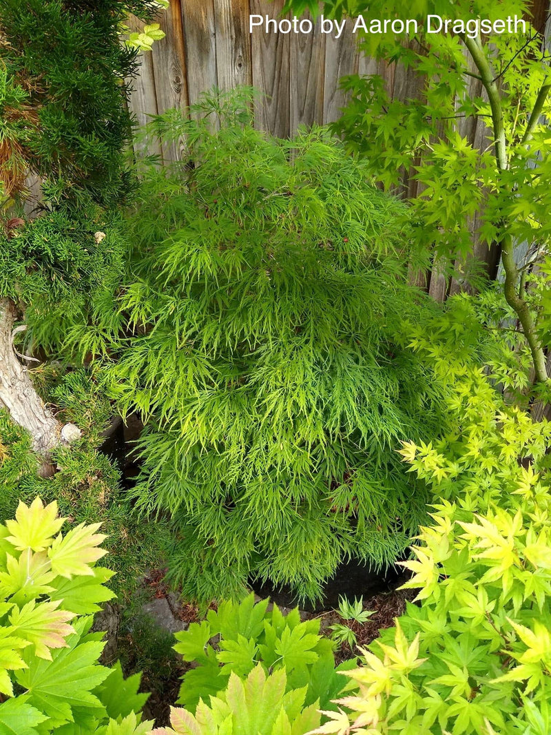 - FOR PICKUP ONLY | Acer palmatum 'Viridis' Japanese Maple | DOES NOT SHIP - Mr Maple │ Buy Japanese Maple Trees