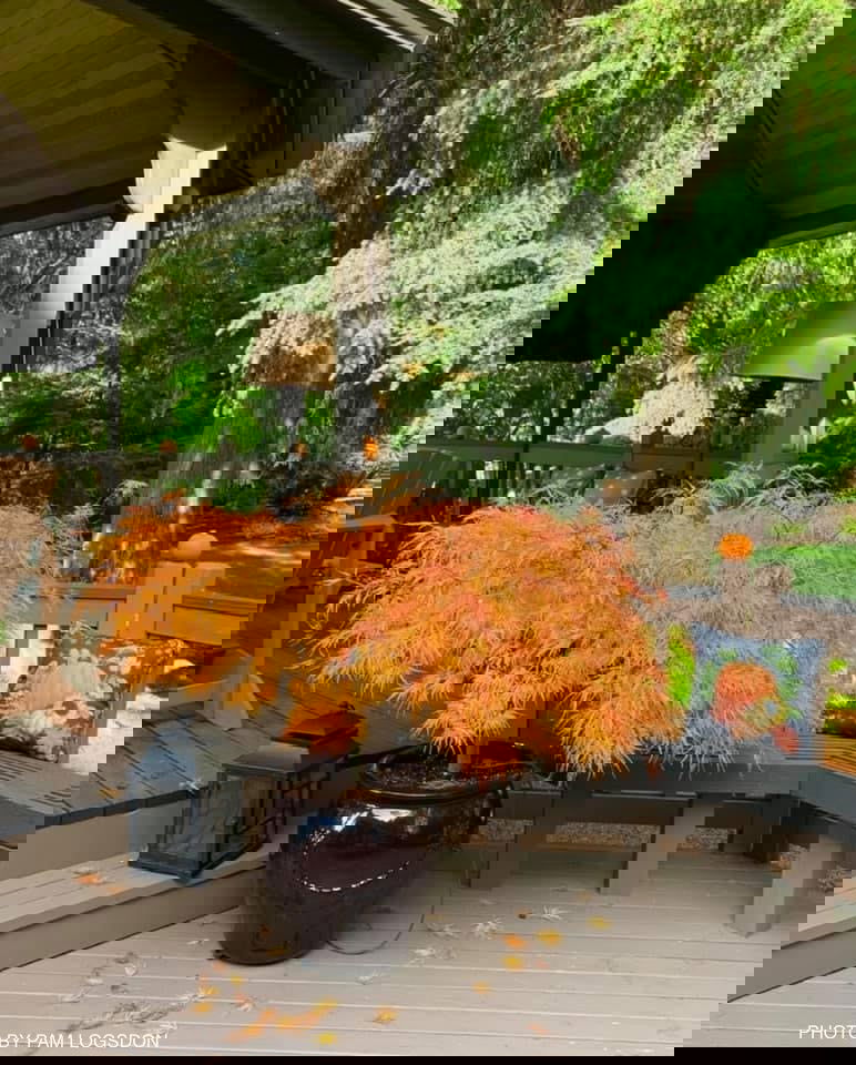 - FOR PICKUP ONLY | Acer palmatum 'Viridis' Japanese Maple | DOES NOT SHIP - Mr Maple │ Buy Japanese Maple Trees