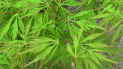 - FOR PICKUP ONLY | Acer palmatum 'Viridis' Japanese Maple | DOES NOT SHIP - Mr Maple │ Buy Japanese Maple Trees