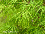 - FOR PICKUP ONLY | Acer palmatum 'Viridis' Japanese Maple | DOES NOT SHIP - Mr Maple │ Buy Japanese Maple Trees