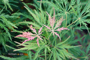 - FOR PICKUP ONLY | Acer palmatum 'Viridis' Japanese Maple | DOES NOT SHIP - Mr Maple │ Buy Japanese Maple Trees