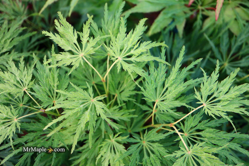 - FOR PICKUP ONLY | Acer palmatum 'Viridis' Japanese Maple | DOES NOT SHIP - Mr Maple │ Buy Japanese Maple Trees