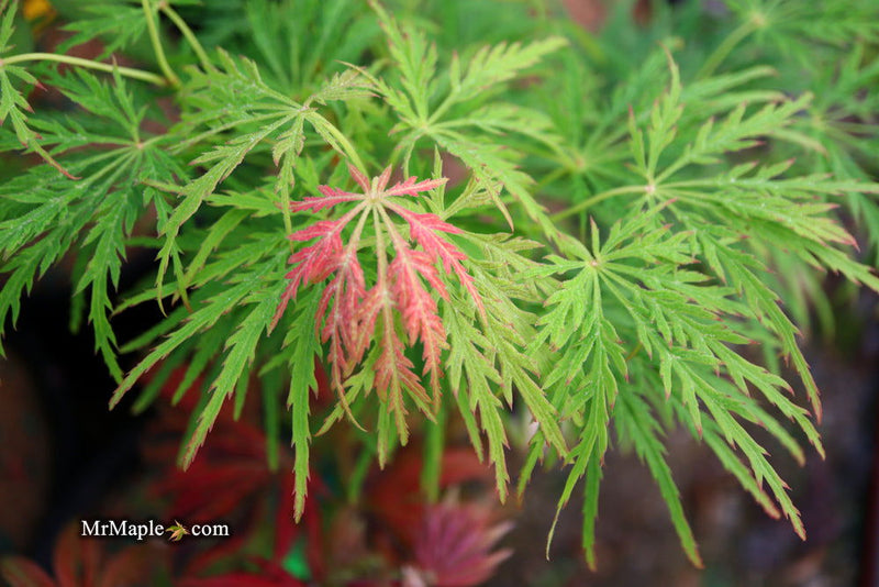 - FOR PICKUP ONLY | Acer palmatum 'Viridis' Japanese Maple | DOES NOT SHIP - Mr Maple │ Buy Japanese Maple Trees