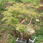 - FOR PICKUP ONLY | Acer palmatum 'Waterfall' Japanese Maple | DOES NOT SHIP - Mr Maple │ Buy Japanese Maple Trees
