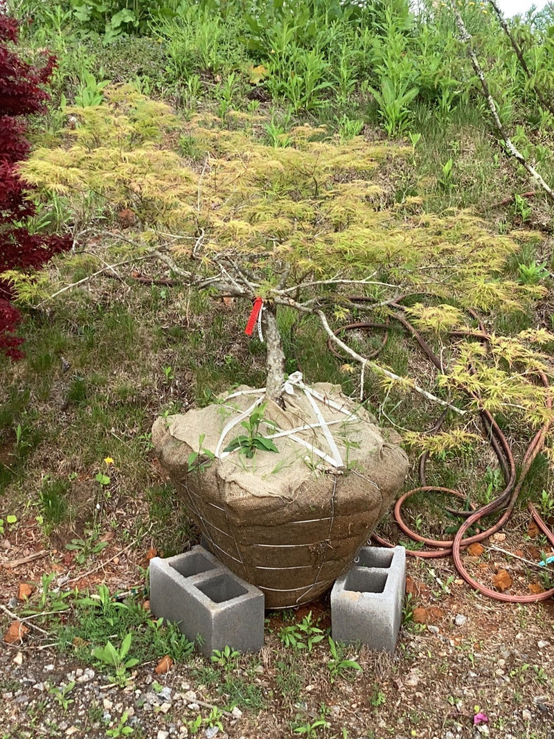 - FOR PICKUP ONLY | Acer palmatum 'Waterfall' Japanese Maple | DOES NOT SHIP - Mr Maple │ Buy Japanese Maple Trees