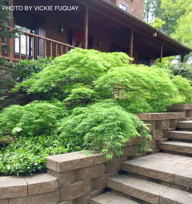 - FOR PICKUP ONLY | Acer palmatum 'Waterfall' Japanese Maple | DOES NOT SHIP - Mr Maple │ Buy Japanese Maple Trees