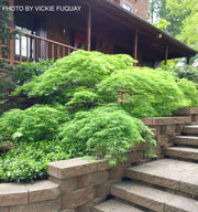 - FOR PICKUP ONLY | Acer palmatum 'Waterfall' Japanese Maple | DOES NOT SHIP - Mr Maple │ Buy Japanese Maple Trees