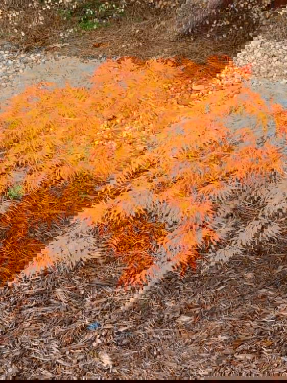 - FOR PICKUP ONLY | Acer palmatum 'Waterfall' Japanese Maple | DOES NOT SHIP - Mr Maple │ Buy Japanese Maple Trees