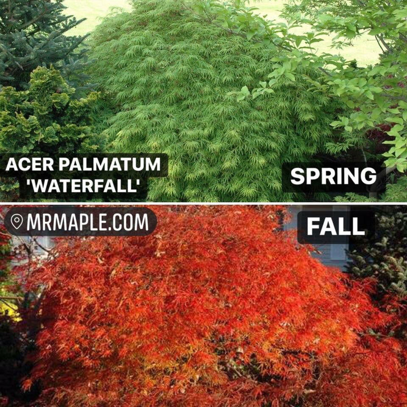 - FOR PICKUP ONLY | Acer palmatum 'Waterfall' Japanese Maple | DOES NOT SHIP - Mr Maple │ Buy Japanese Maple Trees