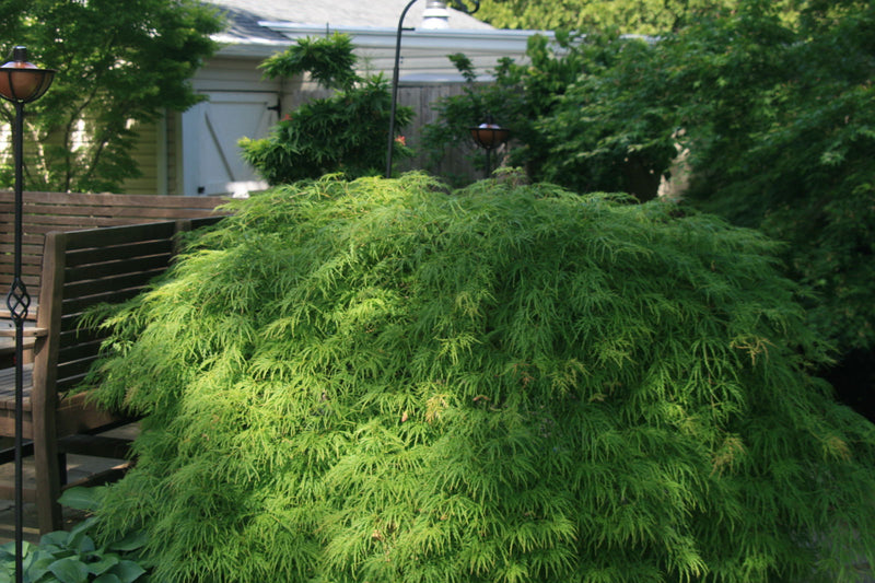 - FOR PICKUP ONLY | Acer palmatum 'Waterfall' Japanese Maple | DOES NOT SHIP - Mr Maple │ Buy Japanese Maple Trees