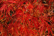 - FOR PICKUP ONLY | Acer palmatum 'Waterfall' Japanese Maple | DOES NOT SHIP - Mr Maple │ Buy Japanese Maple Trees