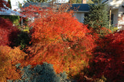 - FOR PICKUP ONLY | Acer palmatum 'Waterfall' Japanese Maple | DOES NOT SHIP - Mr Maple │ Buy Japanese Maple Trees