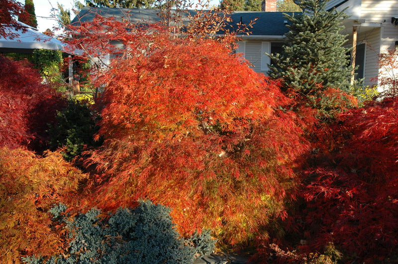 - FOR PICKUP ONLY | Acer palmatum 'Waterfall' Japanese Maple | DOES NOT SHIP - Mr Maple │ Buy Japanese Maple Trees