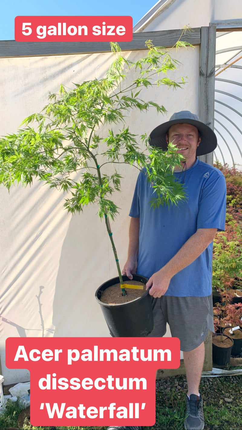 - FOR PICKUP ONLY | Acer palmatum 'Waterfall' Japanese Maple | DOES NOT SHIP - Mr Maple │ Buy Japanese Maple Trees