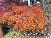 - FOR PICKUP ONLY | Acer palmatum 'Waterfall' Japanese Maple | DOES NOT SHIP - Mr Maple │ Buy Japanese Maple Trees