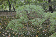- FOR PICKUP ONLY | Acer palmatum 'Waterfall' Japanese Maple | DOES NOT SHIP - Mr Maple │ Buy Japanese Maple Trees