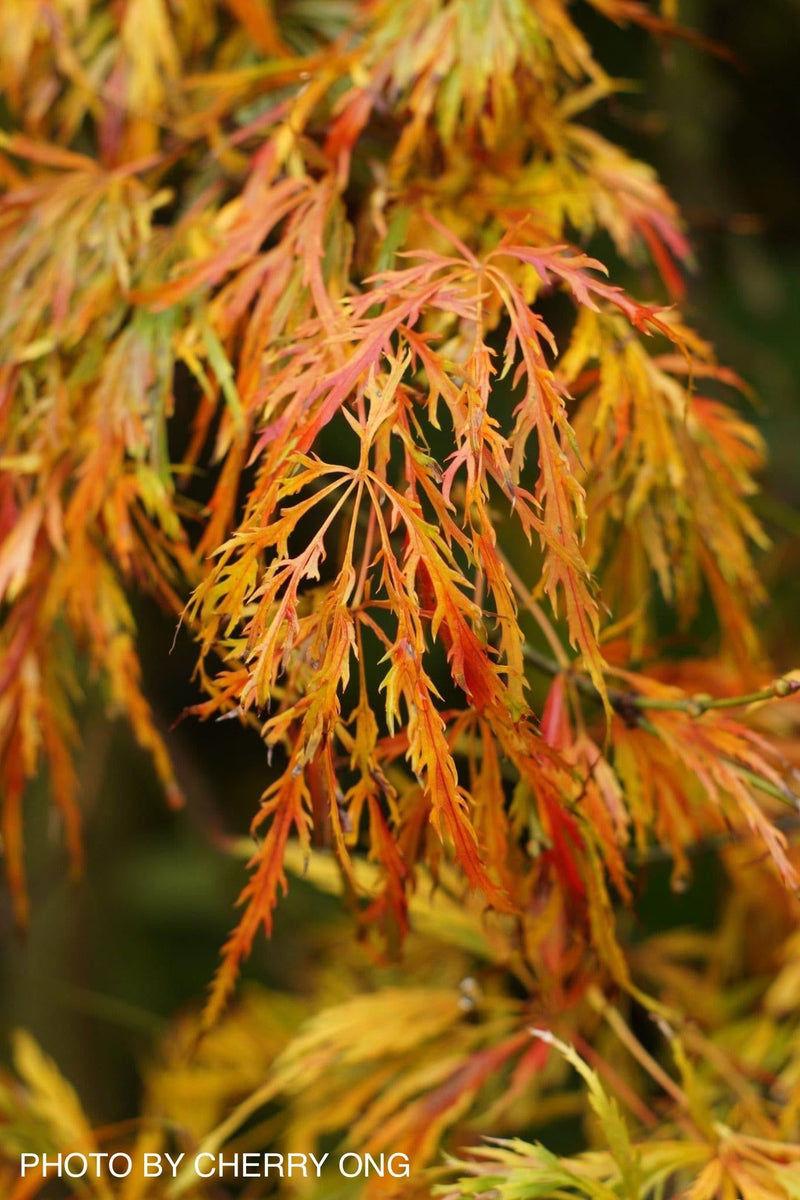 - FOR PICKUP ONLY | Acer palmatum 'Waterfall' Japanese Maple | DOES NOT SHIP - Mr Maple │ Buy Japanese Maple Trees
