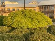 - FOR PICKUP ONLY | Acer palmatum 'Waterfall' Japanese Maple | DOES NOT SHIP - Mr Maple │ Buy Japanese Maple Trees