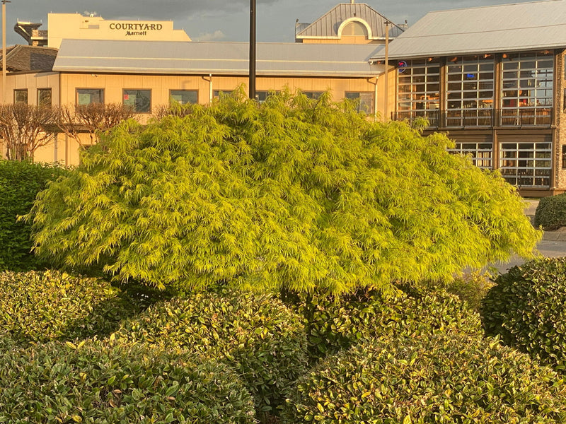 - FOR PICKUP ONLY | Acer palmatum 'Waterfall' Japanese Maple | DOES NOT SHIP - Mr Maple │ Buy Japanese Maple Trees