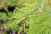 - FOR PICKUP ONLY | Acer palmatum 'Waterfall' Japanese Maple | DOES NOT SHIP - Mr Maple │ Buy Japanese Maple Trees