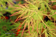 - FOR PICKUP ONLY | Acer palmatum 'Waterfall' Japanese Maple | DOES NOT SHIP - Mr Maple │ Buy Japanese Maple Trees
